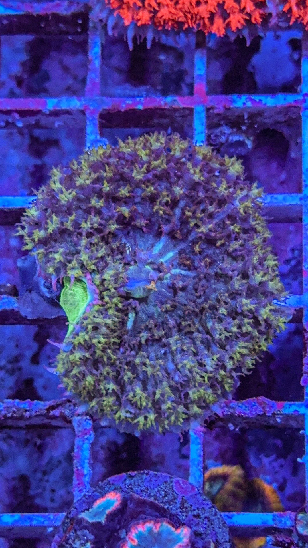 Saint Thomas Mushroom Coral (WYSIWYG)