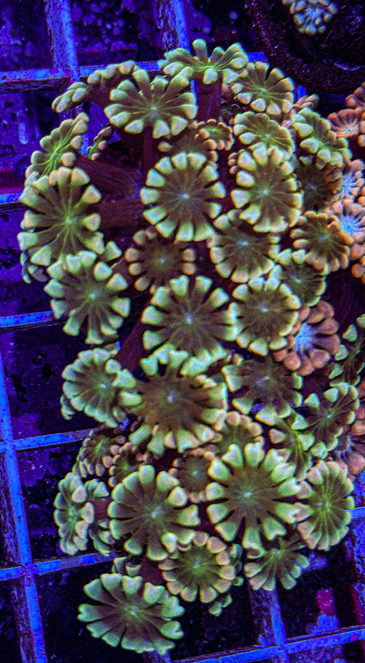 Alveopora