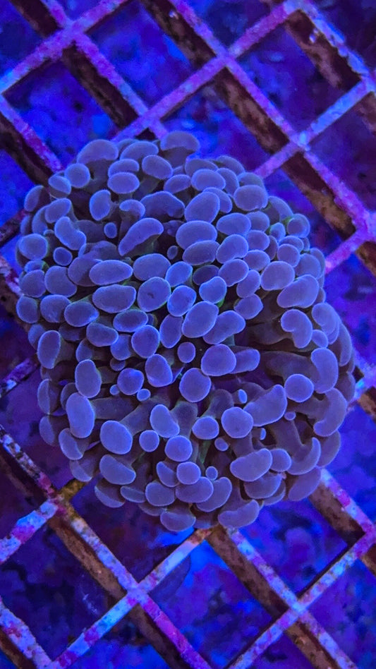 Blue Frammer (WYSIWYG)