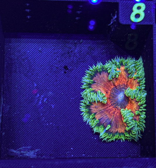 Ultra Rock Flower Anemone (WYSIWYG)