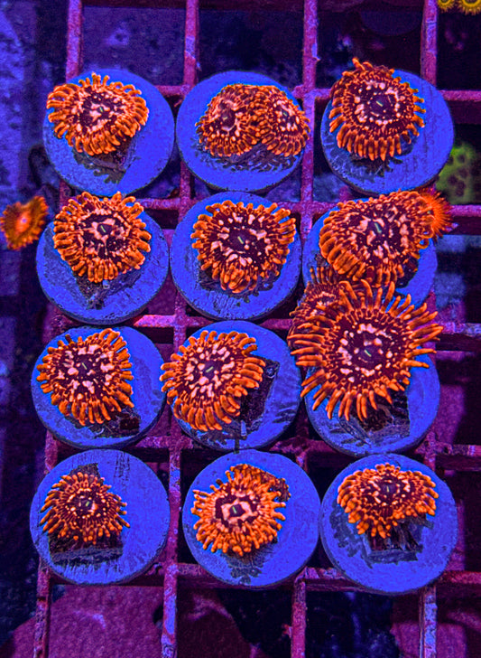 Utter Chaos Zoa (WYSIWYG)