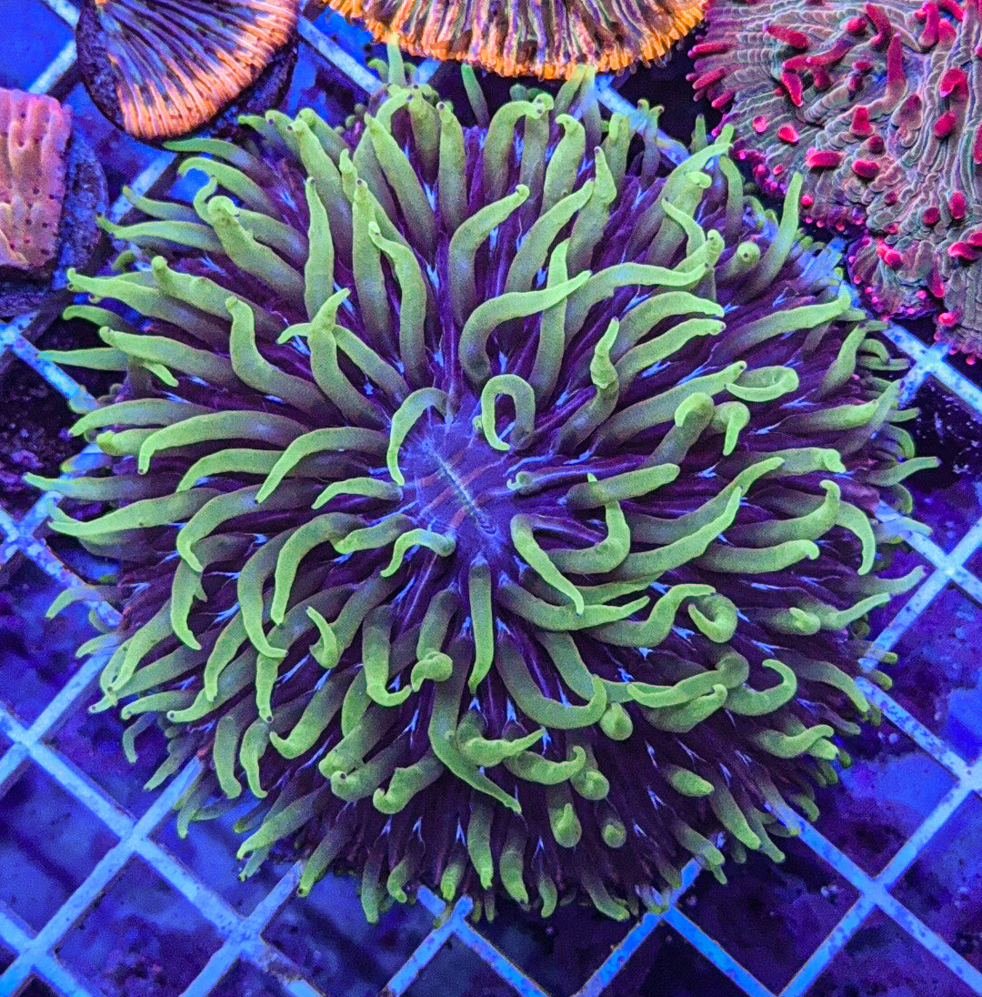 Dragon Slayer Fungia (WYSIWYG)