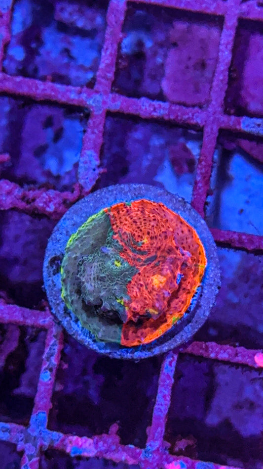 SC Dynamite Chalice (WYSIWYG)