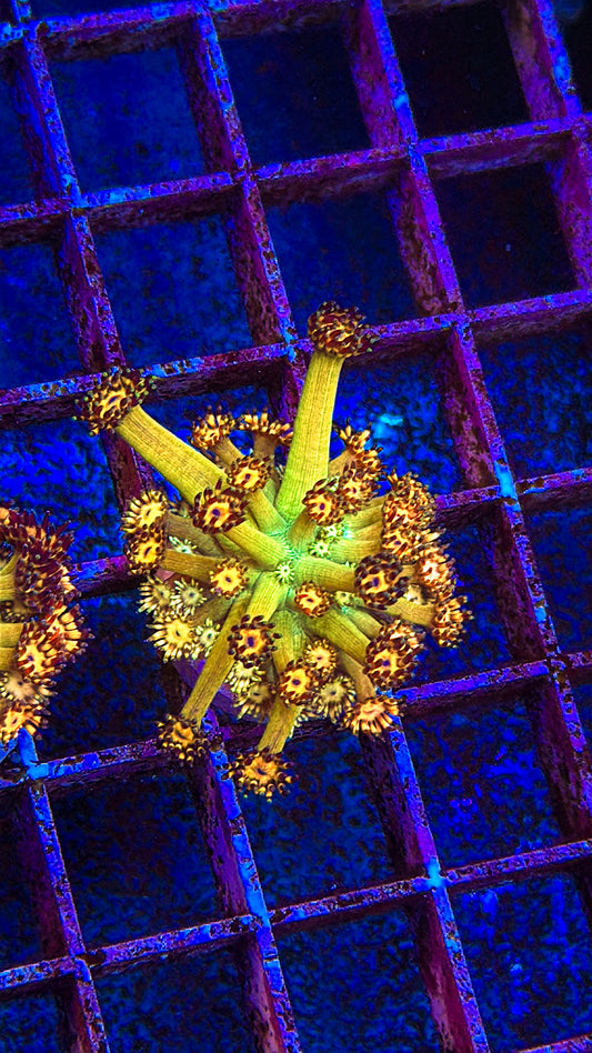 Grand Master Goni (WYSIWYG)