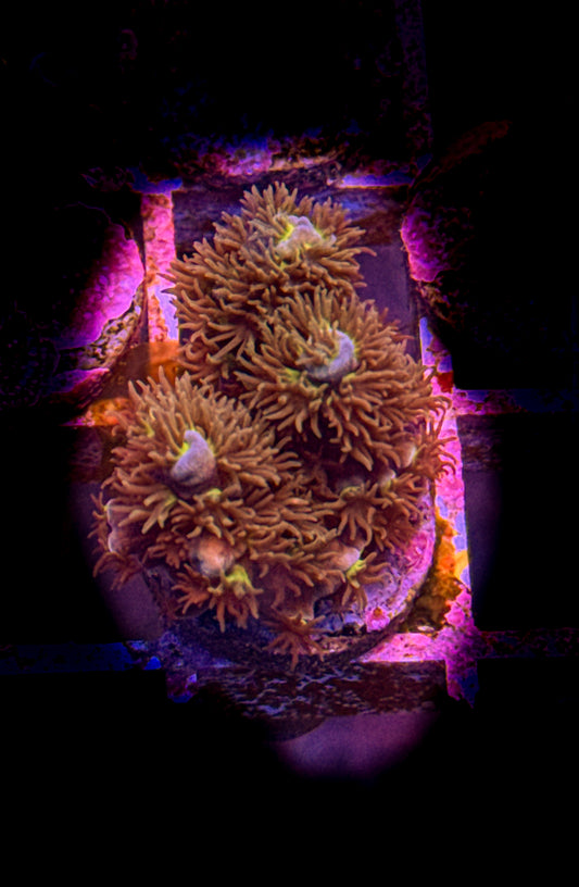 WCC Fluffy Tenuis Acro (WYSIWYG)