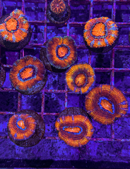 Rainbow Acan (WYSIWYG)
