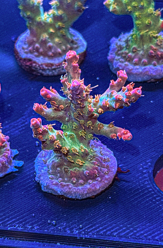 Vivids Confetti Acro (WYSIWYG)