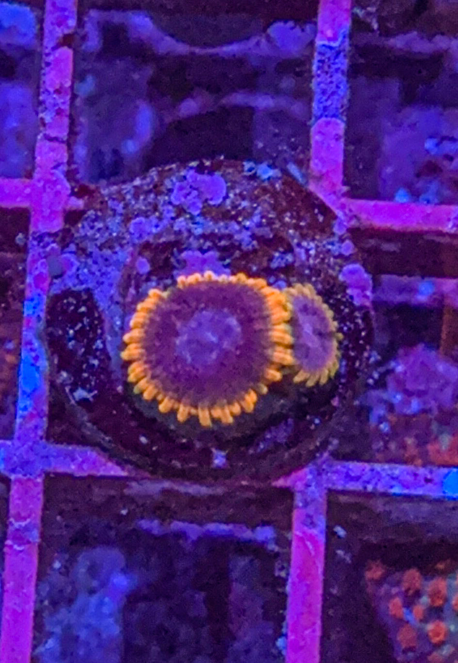 Stiggy Marley Zoas (WYSIWYG)