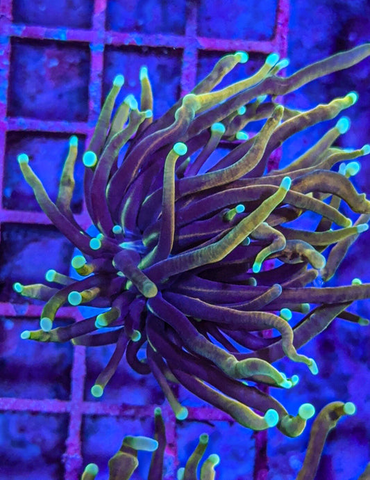 CC21 Tails Torch (WYSIWYG)