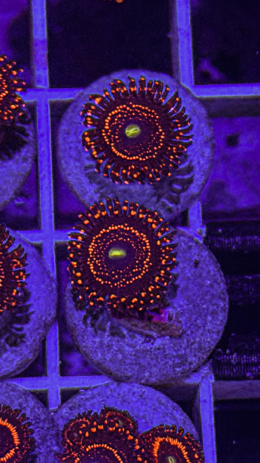 Illuminati Zoa (WYSIWYG)