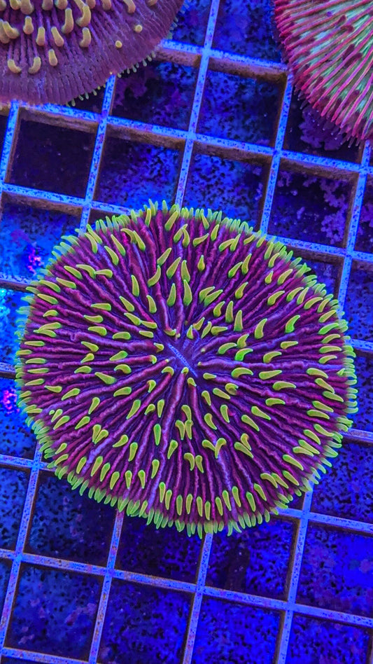 Acid Rain Fungia (WYSIWYG)