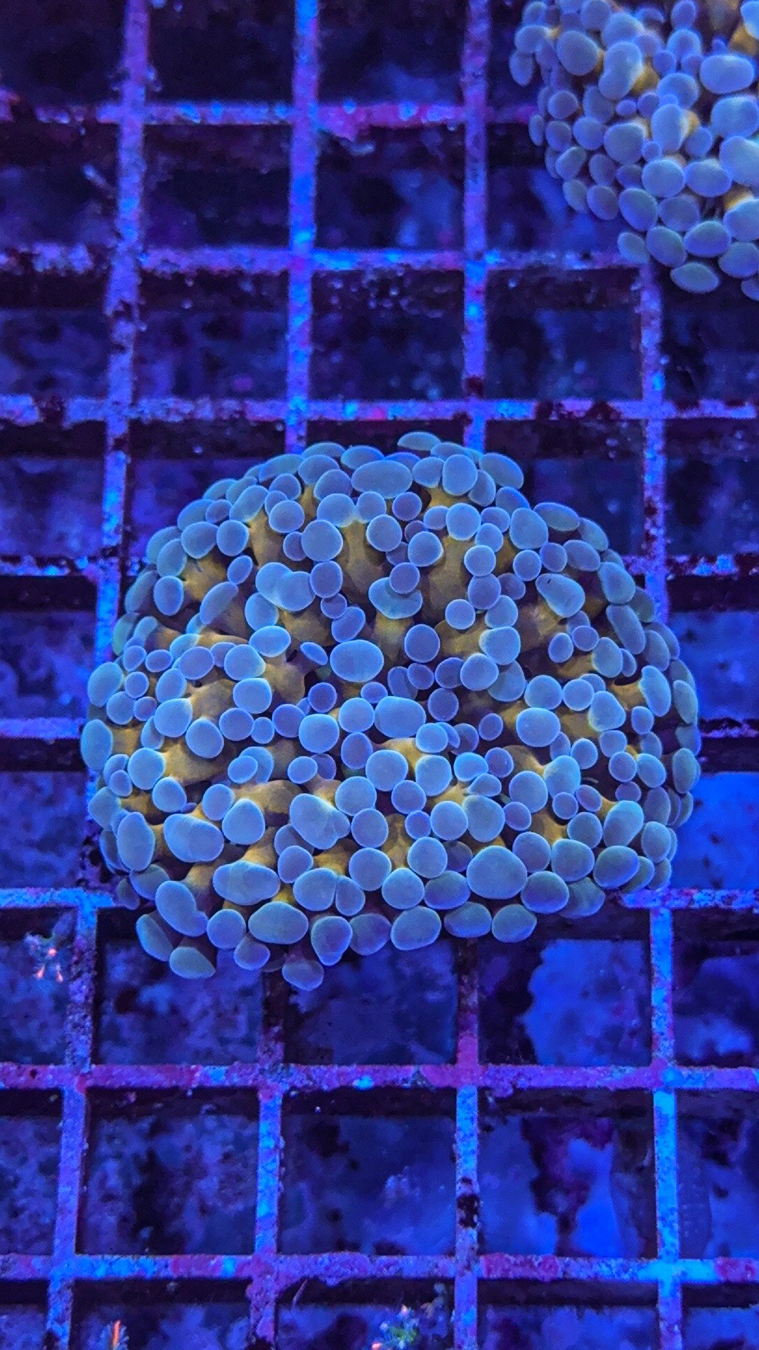 Rare Gold Stem Frammer/Hammer (WYSIWYG)