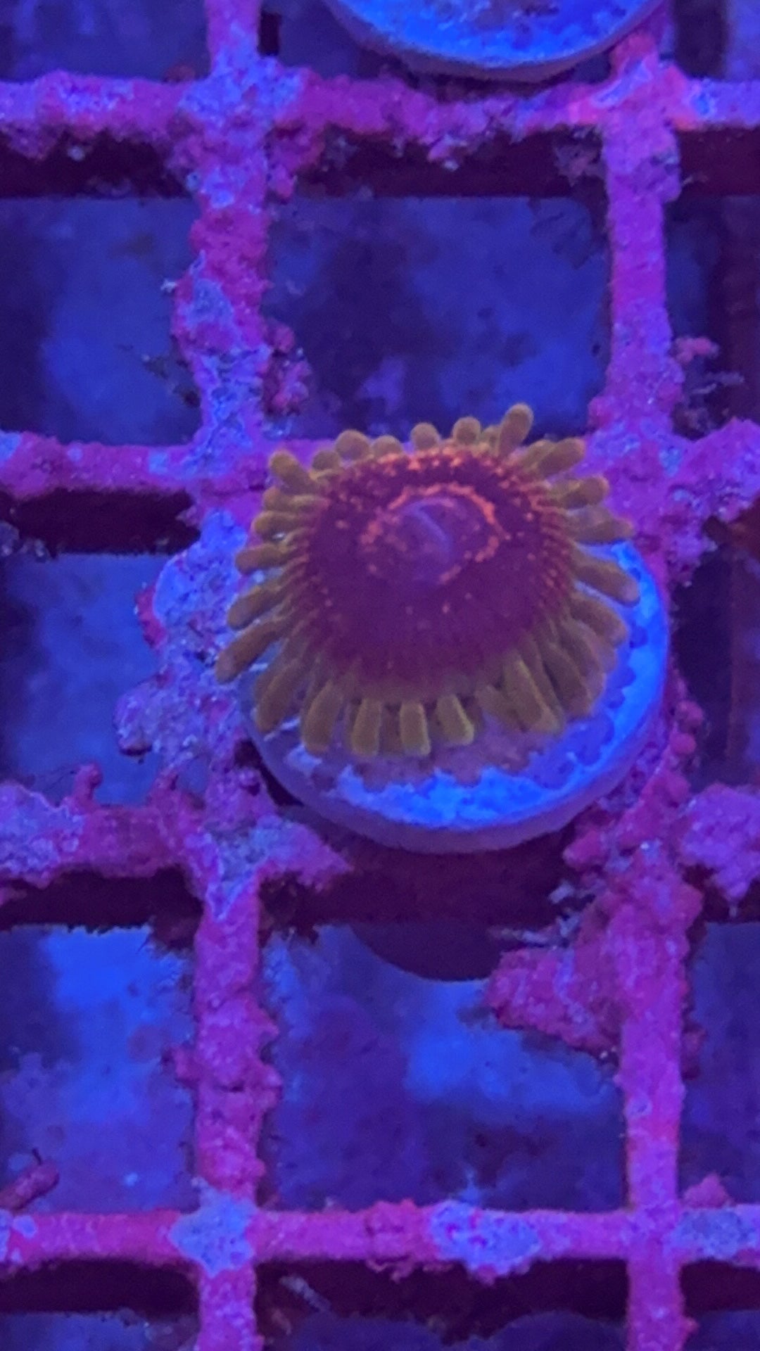 Predator Zoa (WYSIWYG)