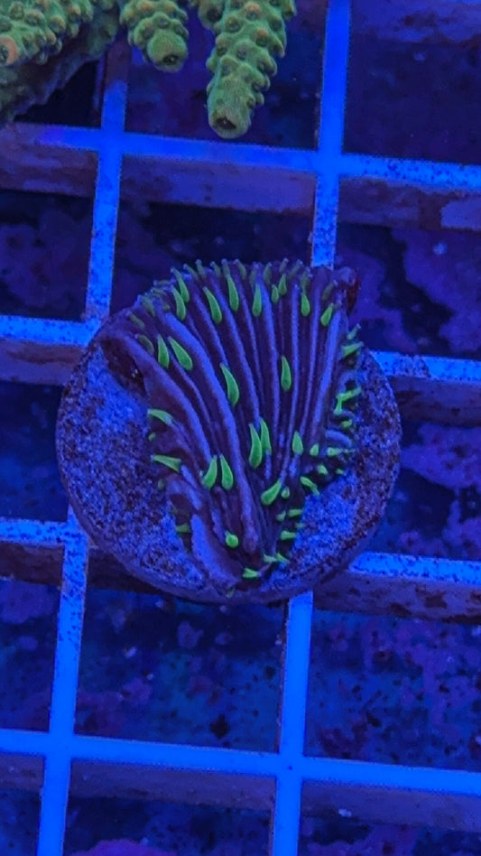 Diaseris Fungia AKA Plate coral  (WYSIWYG)