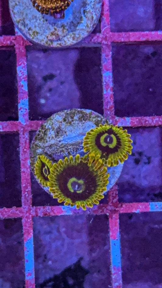 Rainbow Yoda Zoa (WYSIWYG)
