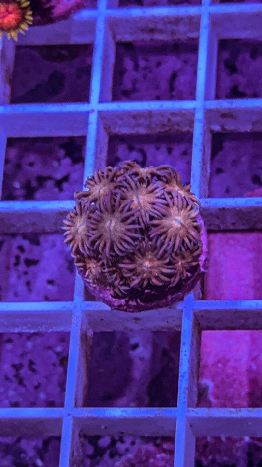 Stardust Goni (WYSIWYG)