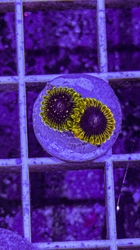 Exosphere/Rainbow Yoda Zoas (WYSIWYG)