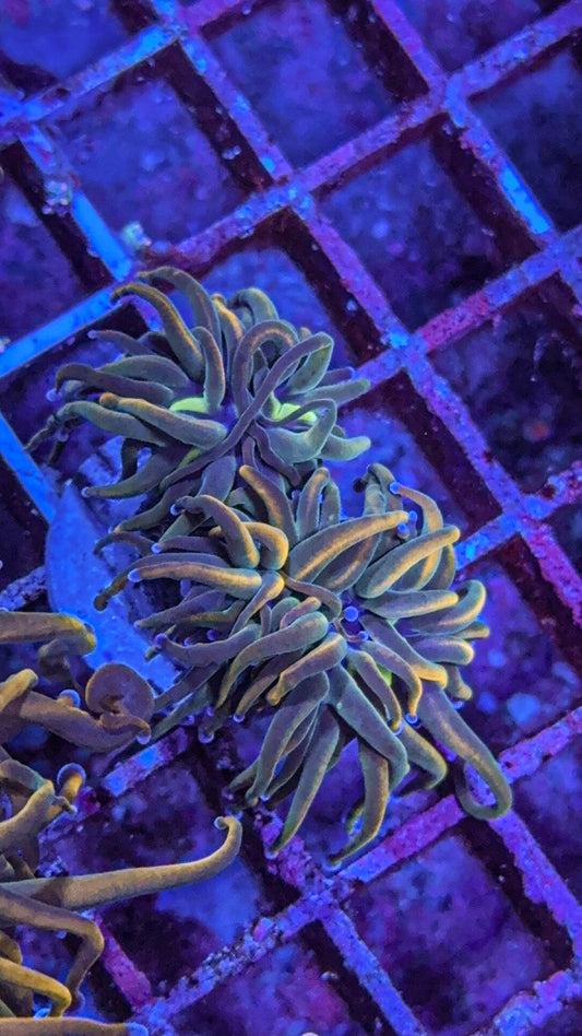 TCK Master Torch (WYSIWYG)