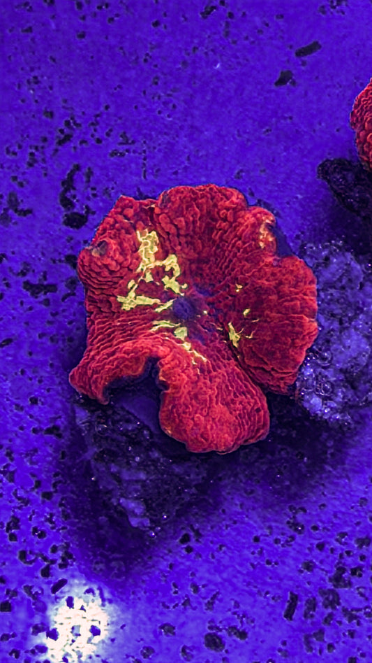 Eclectus JB Mushroom (WYSIWYG)