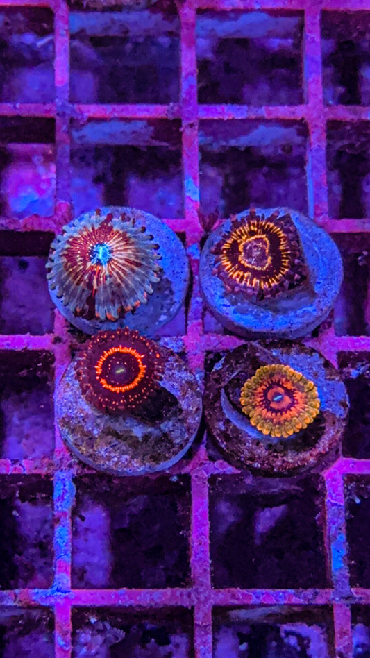 High End Zoa Pack #2 (WYSIWYG)