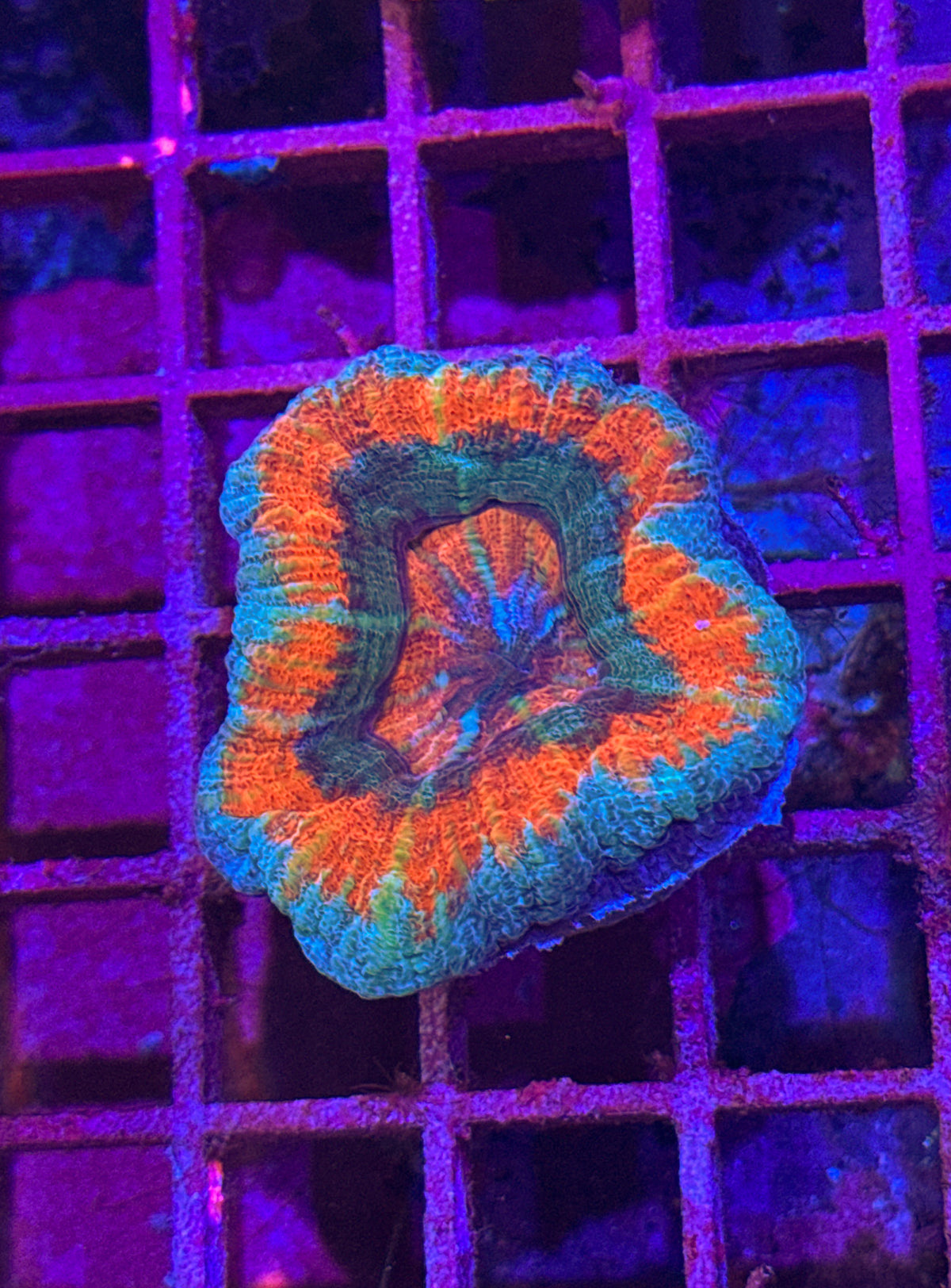 Acan Maxima “RARE” (WYSIWYG)