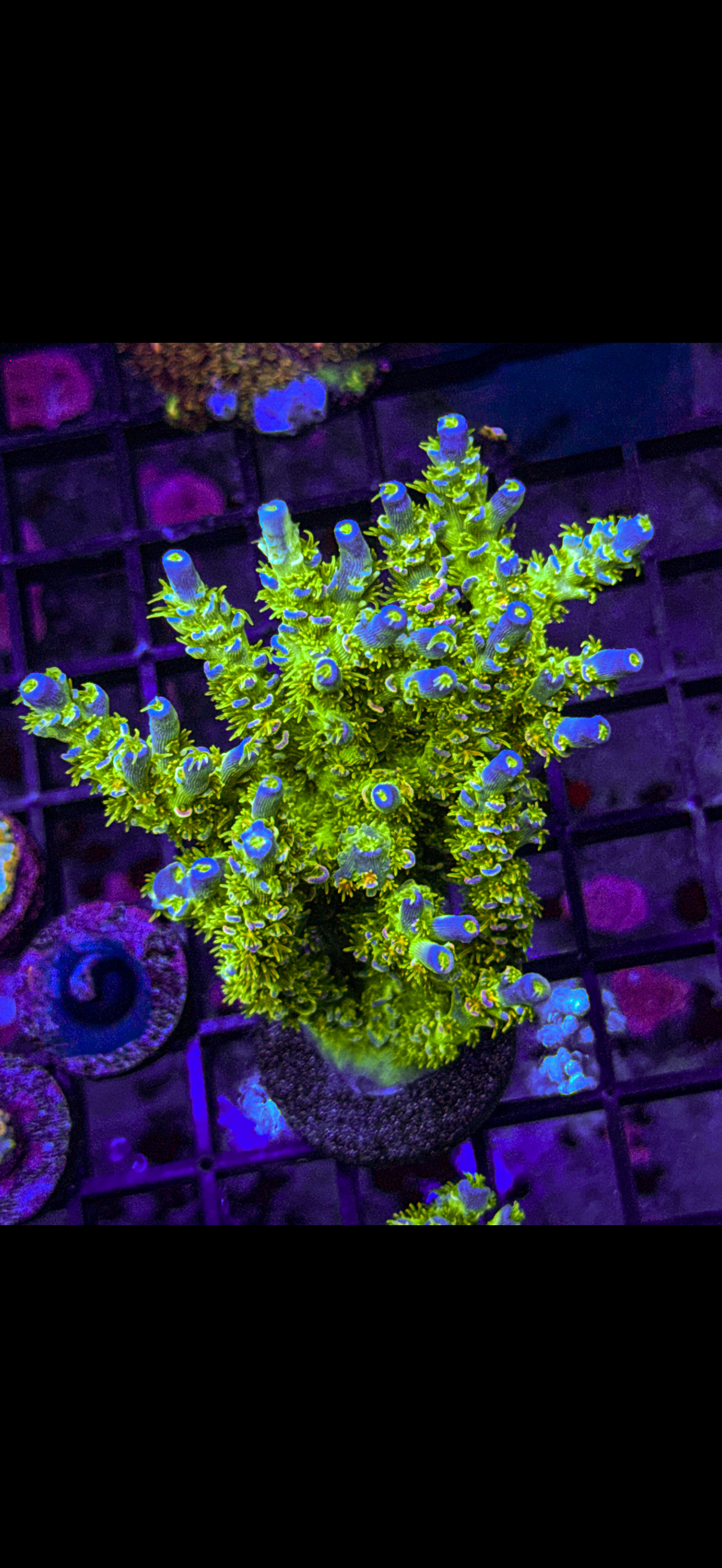 JF Homewrecker Acro 1” (WYSIWYG)