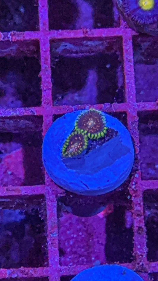 Cosmic Combustion Zoas (WYSIWYG)