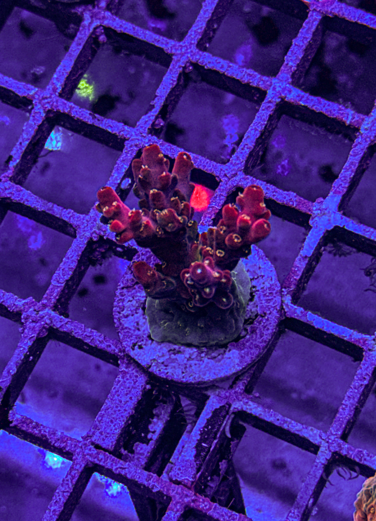 POTO Flamethrower Acro “Big” (WYSIWYG)