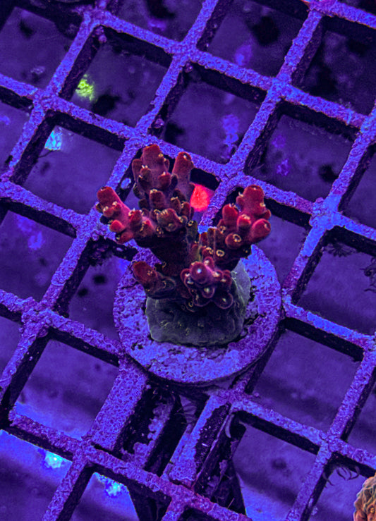 POTO Flamethrower Acro “Big” (WYSIWYG)