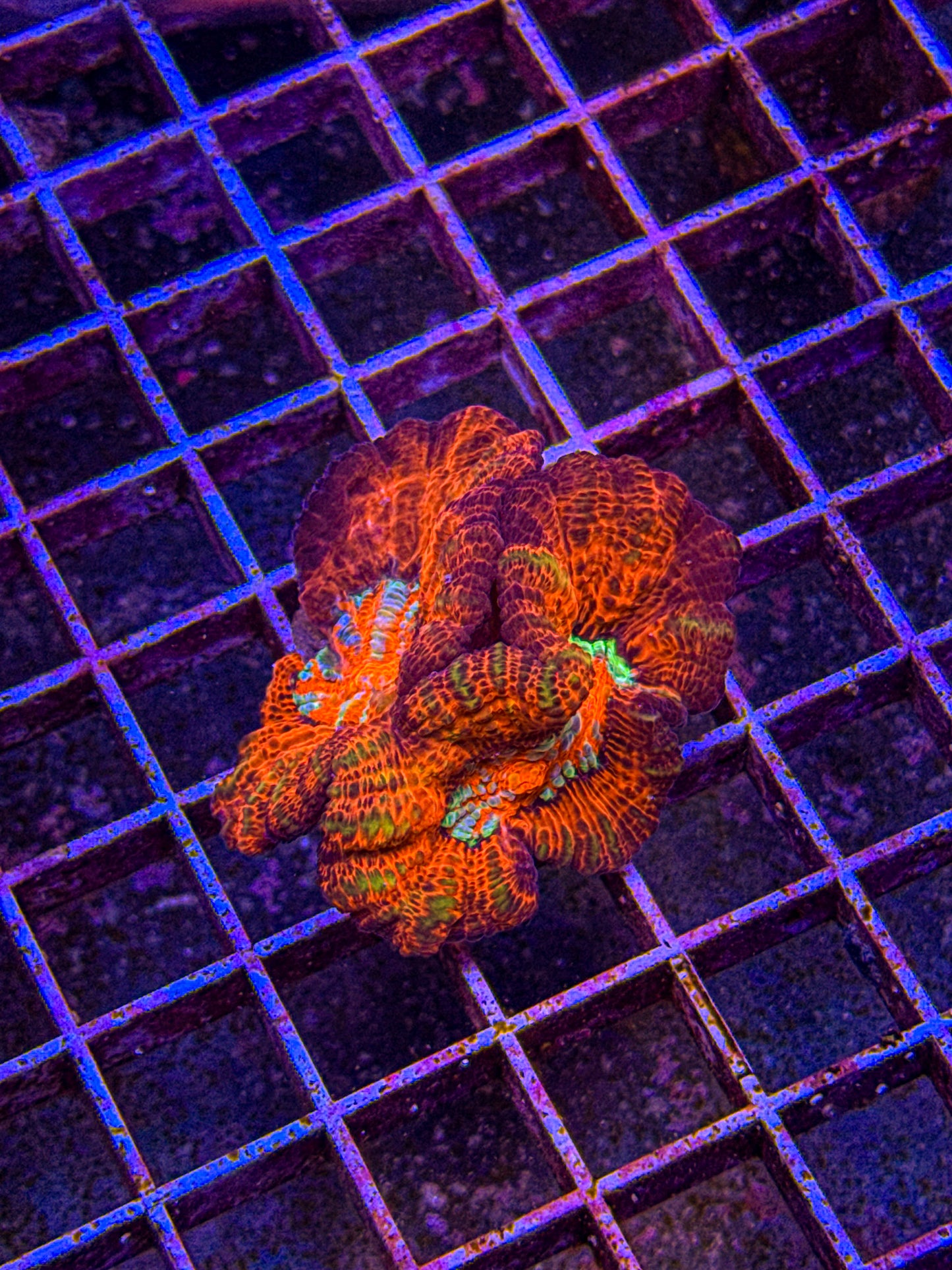 Rainbow Wilsoni (WYSIWYG)