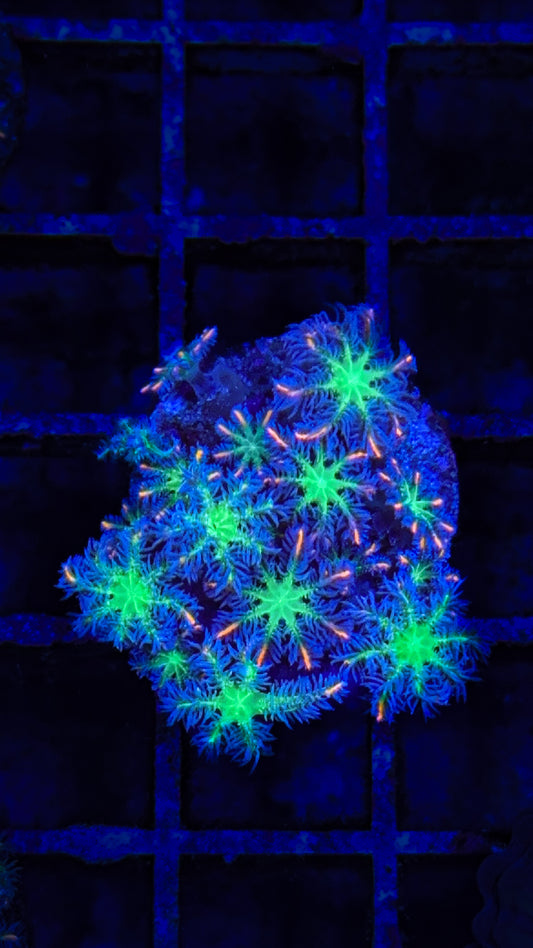 Firework Cloves (WYSIWYG)
