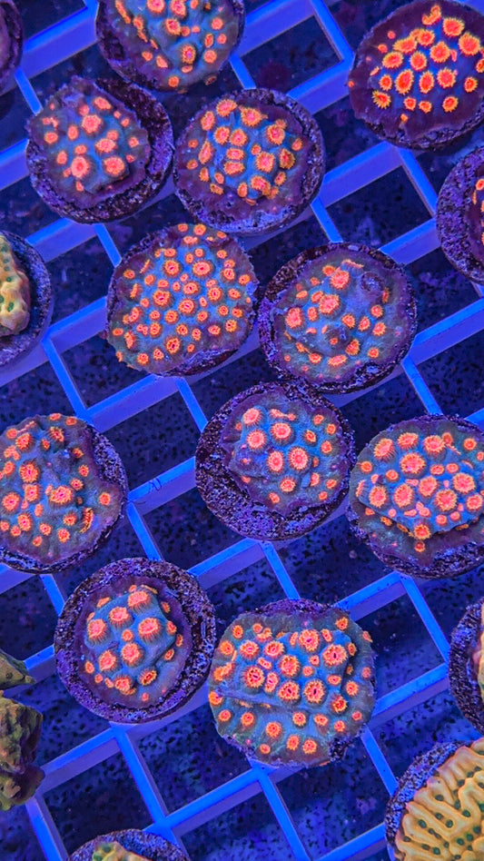 Jingle Bells Cyphastrea (WYSIWYG)