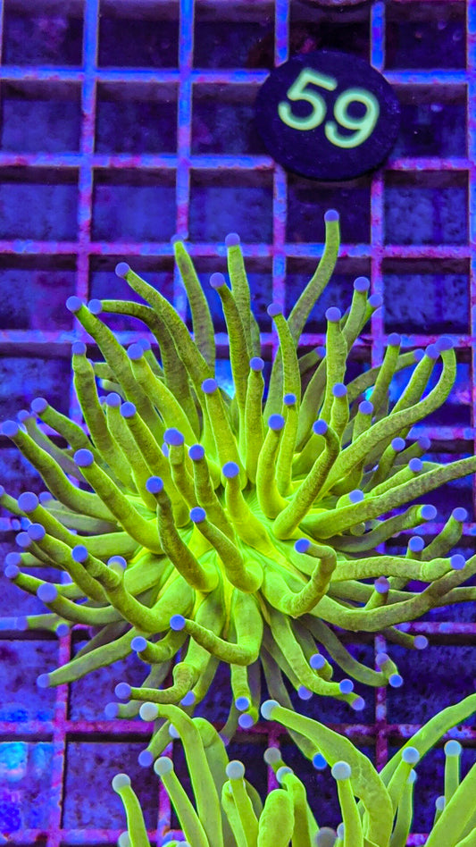 Glitter Holy Grail Torch (WYSIWYG)