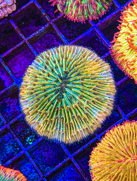 Unique Fungia (WYSIWYG)
