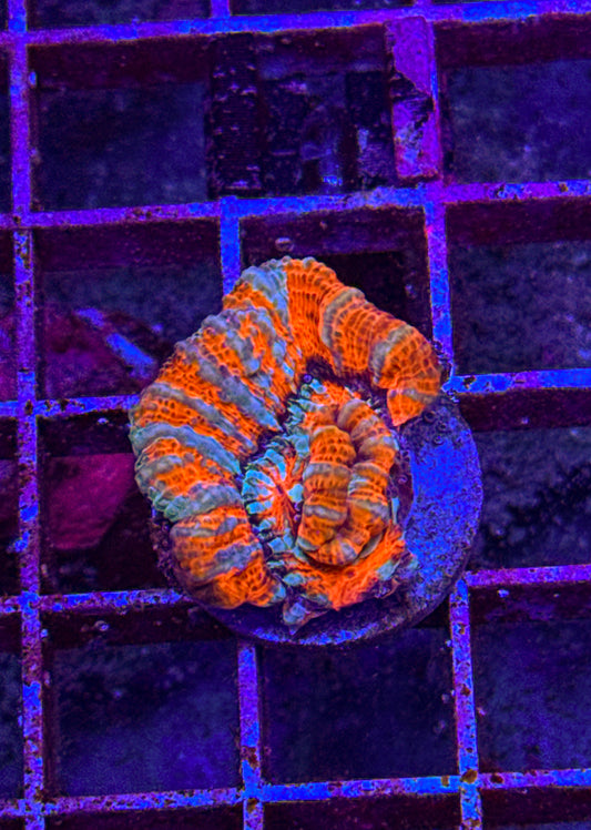 Rainbow Wilsoni (WYSIWYG)