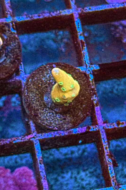 Tropicana Anacropora (WYSIWYG)