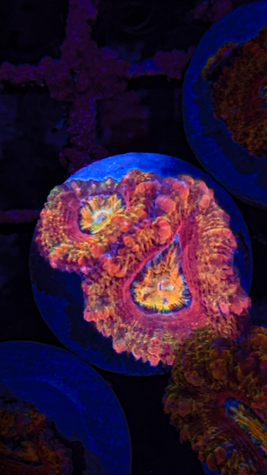 Rainbow Acan (WYSIWYG)