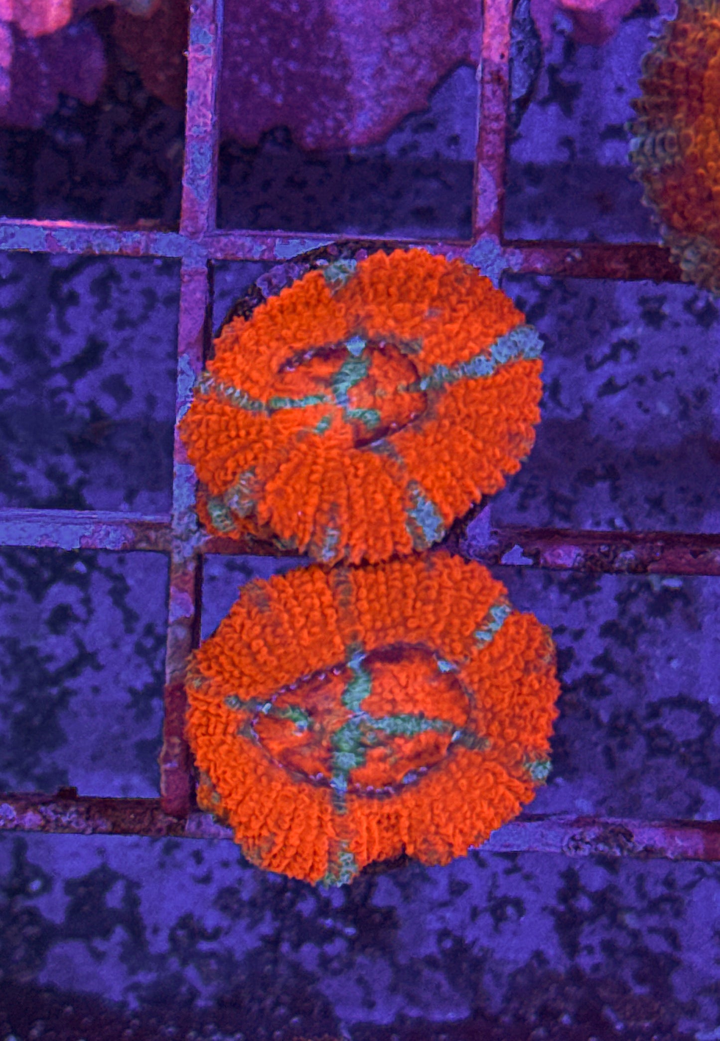 Orange Acan (WYSIWYG)