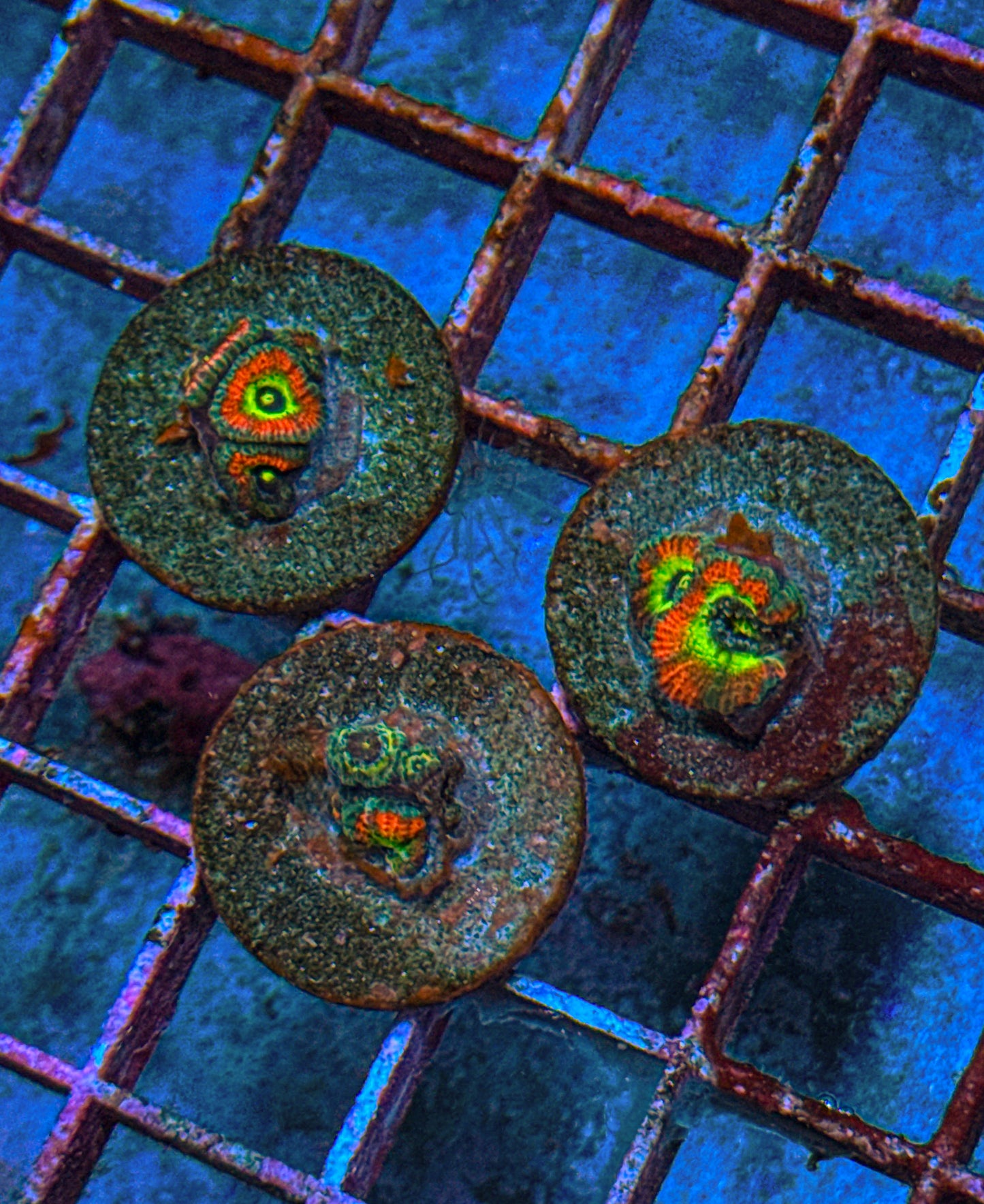 Holy Grail Micro Acan “small” (WYSIWYG)