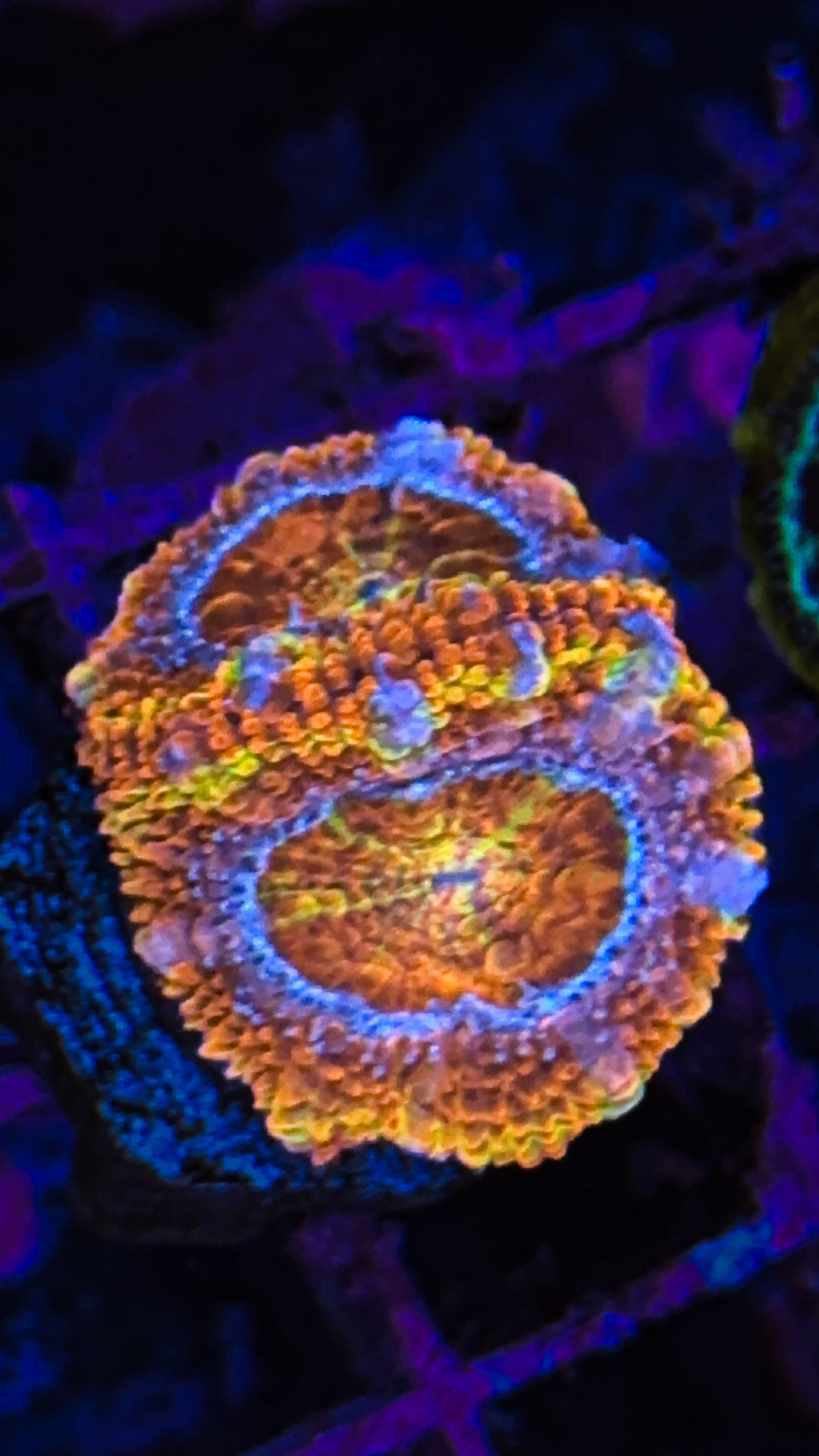 WCC Solar Flare Acan (WYSIWYG)