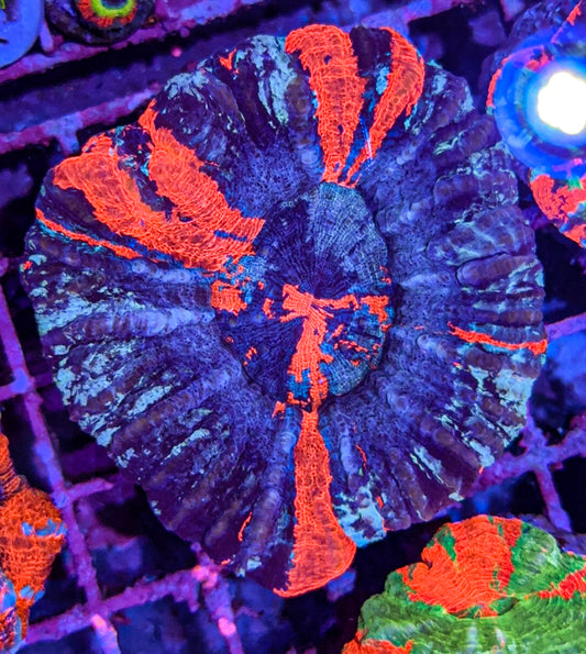 Big War Paint Scoly (WYSIWYG)