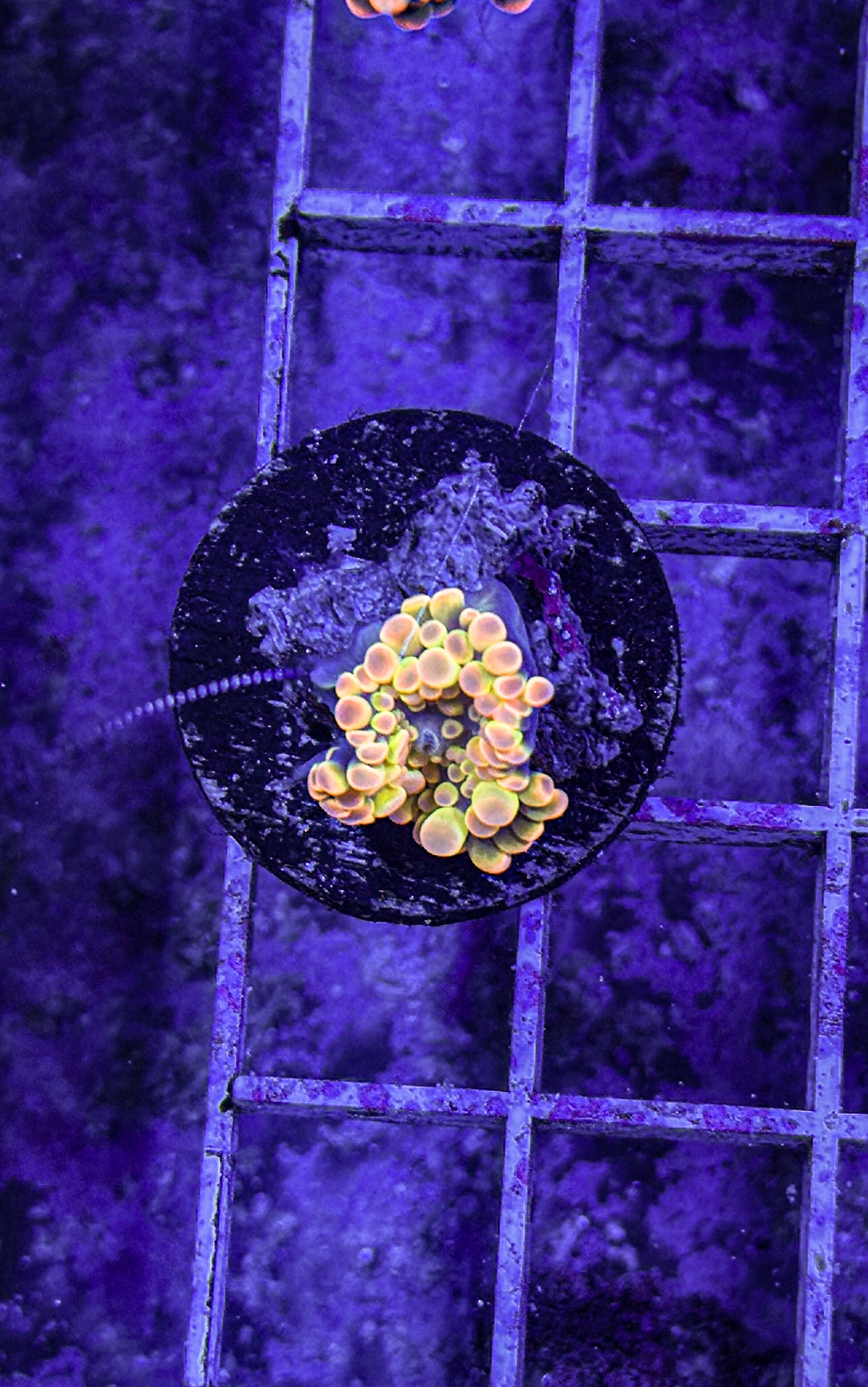 Malaysian Bounce Yuma (WYSIWYG)