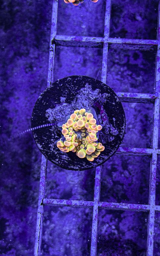 Malaysian Bounce Yuma (WYSIWYG)