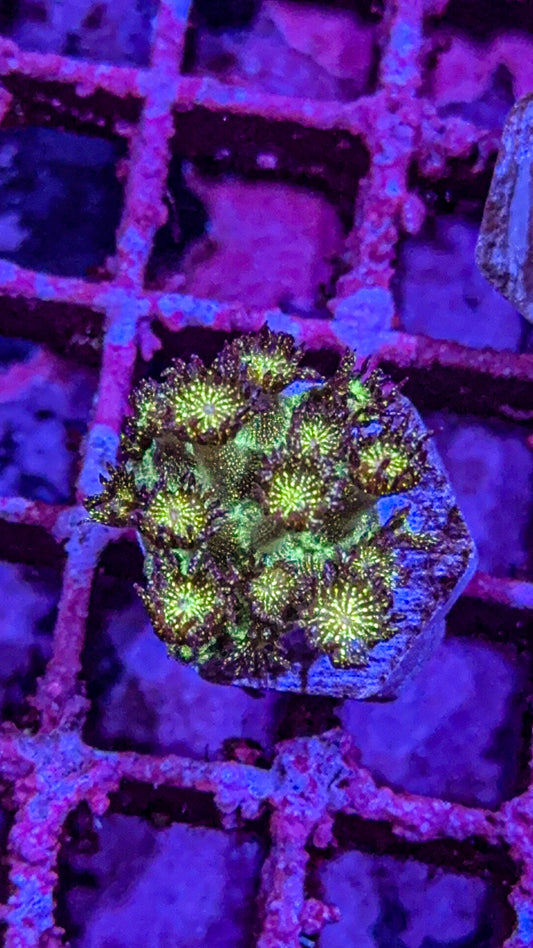 WCC Grand Master Glitter Goni (WYSIWYG)