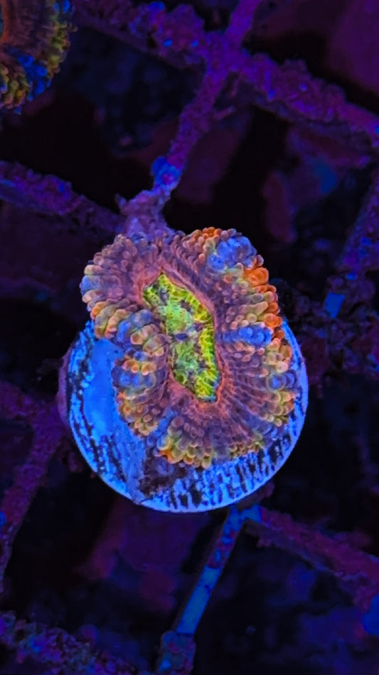 Crazy Rainbow Acan (WYSIWYG)