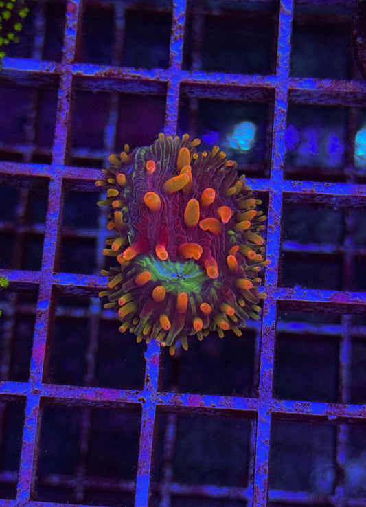 WCC Diablo Diaseris Fungia (WYSIWYG)