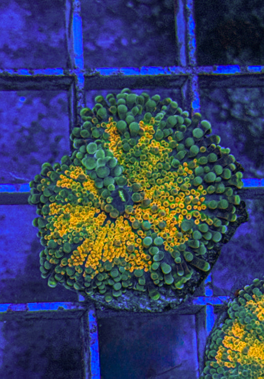 Orange Crush Yuma Mushroom (WYSIWYG)
