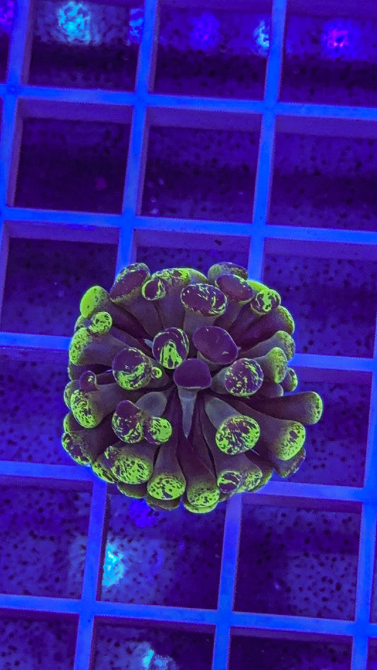 Splatter Hammer #3 (WYSIWYG)