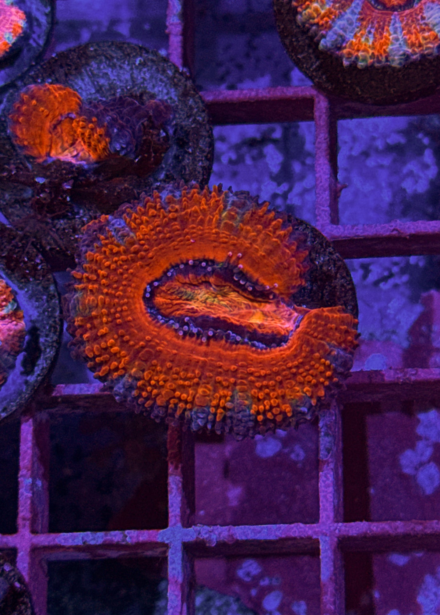 Rainbow Acan (WYSIWYG)