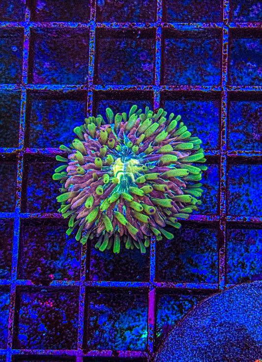 Crazy Fungia (WYSIWYG)